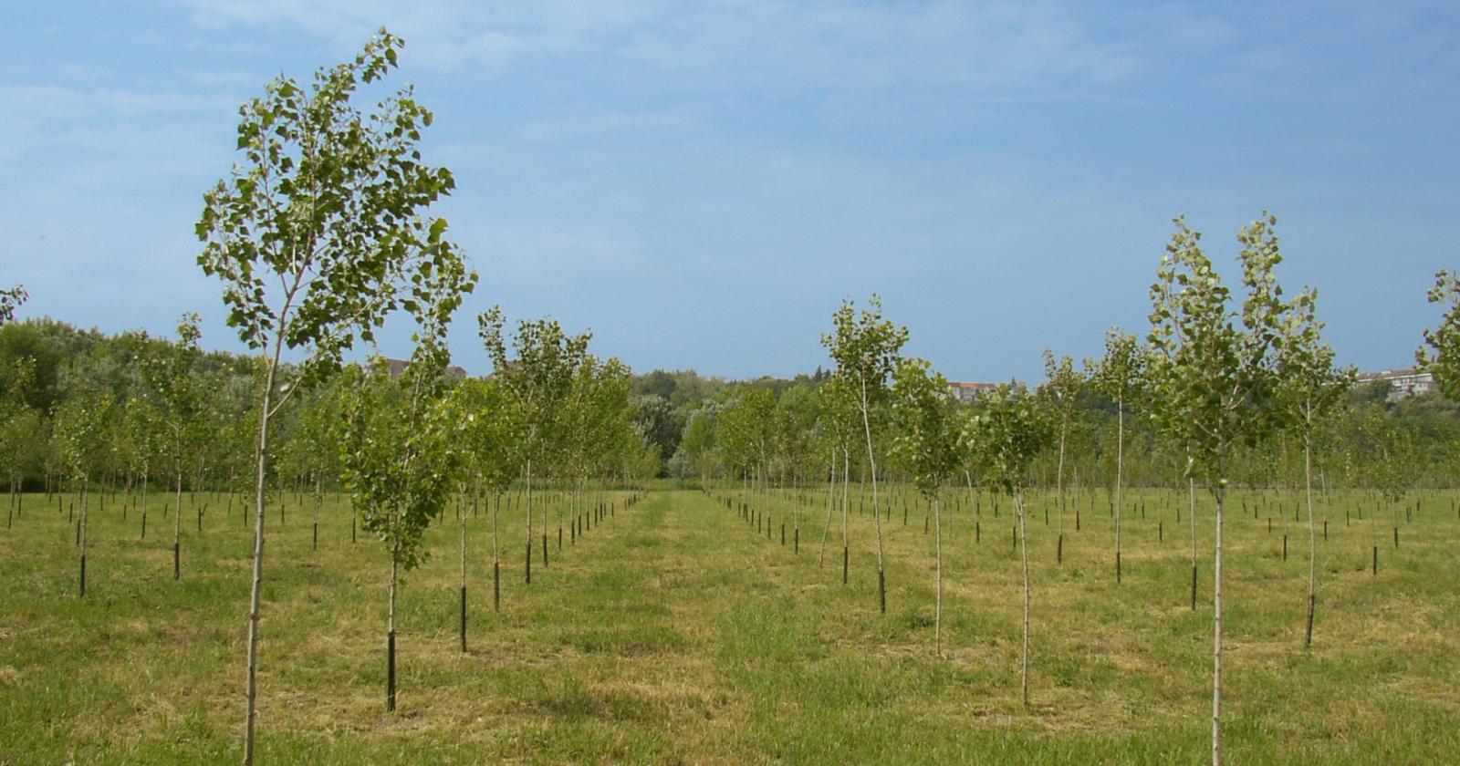 2mila nuovi alberi nel Parco del Delta del Po