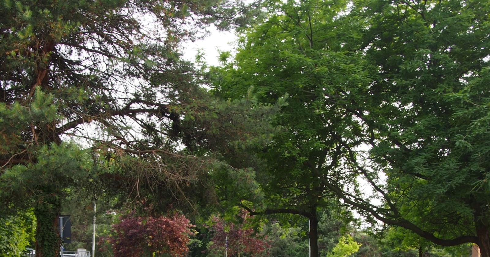 "Siamo la città con più auto in Italia: piantiamo alberi"