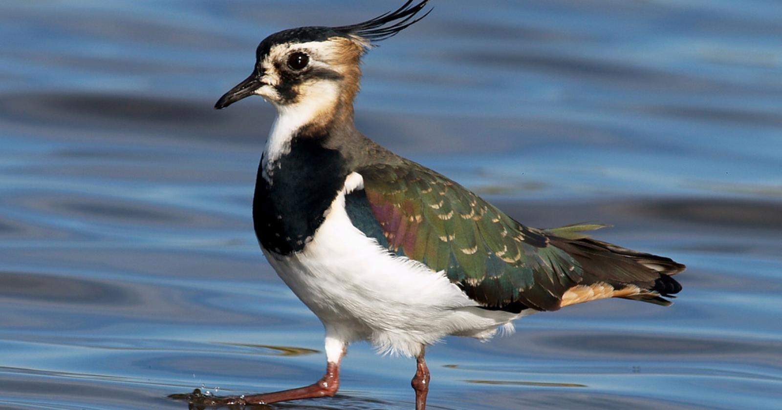 "Specie a rischio, Zaia per piacere vieta la caccia a Pavoncella e Moriglione"