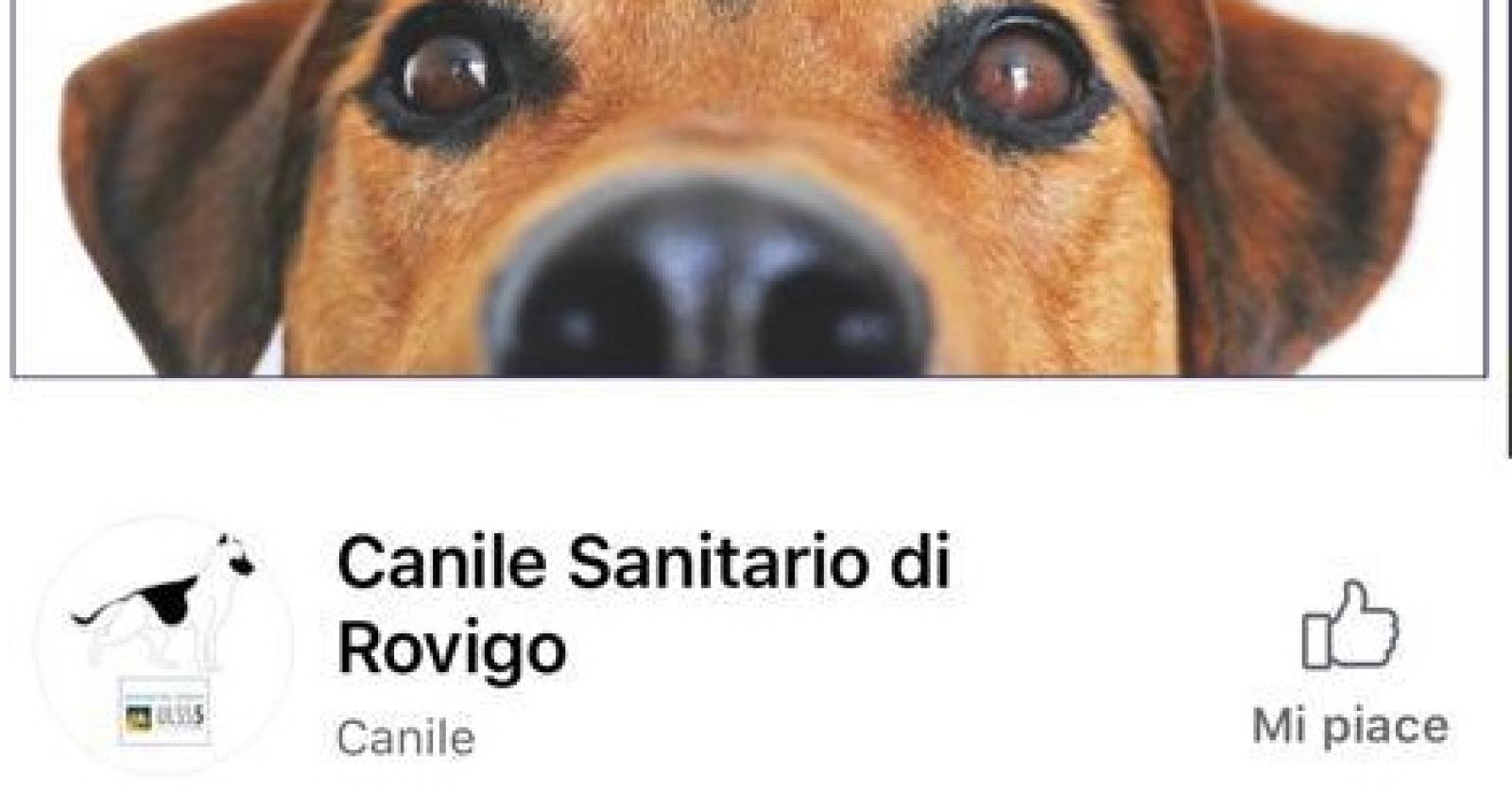 Nasce la pagina facebook del Canile Sanitario del Polesine