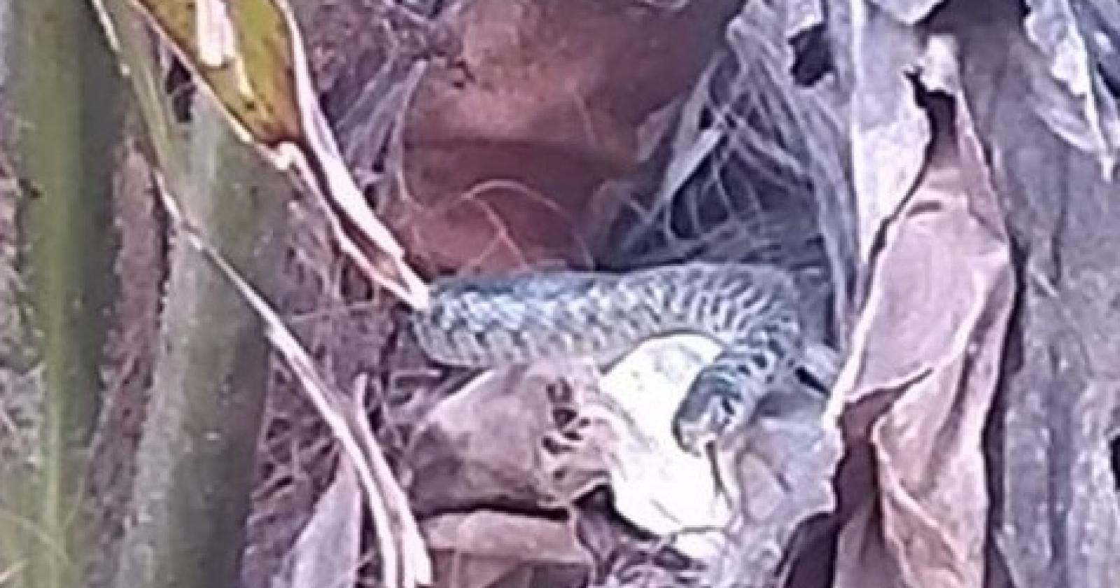 Serpente in giardino, panico a Villadose, arrivano i pompieri. "Grazie ai nostri eroi"
