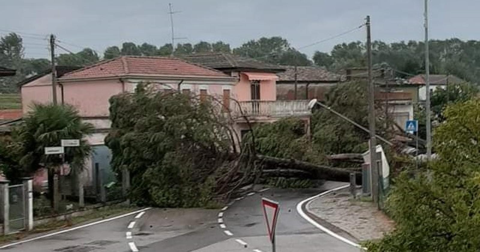 Terrore a Mazzorno, alberi precipitano sulla strada, frazione tagliata a metà