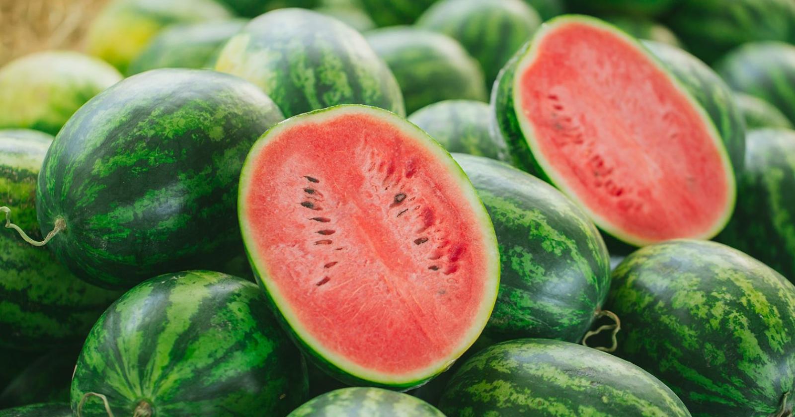 Angurie a un cent al chilo: "Schiaffo all'agricoltura"