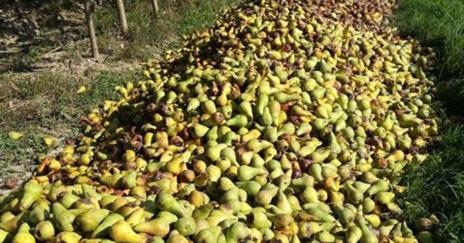 Arriva il virus che distrugge i raccolti di pere