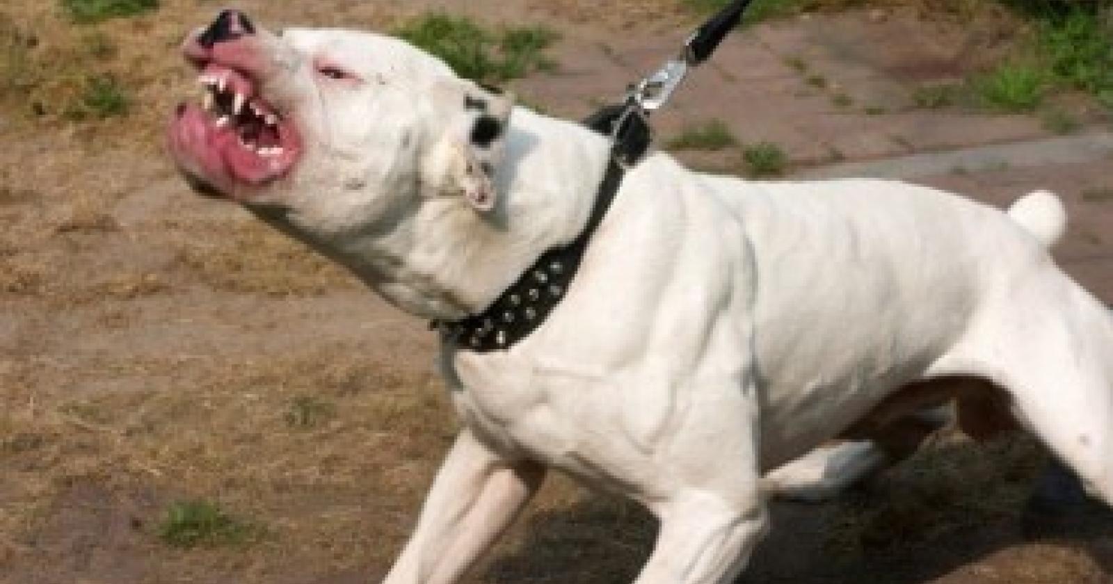 Cucciolo sbranato dai cani: la colpa è sempre dell'uomo 