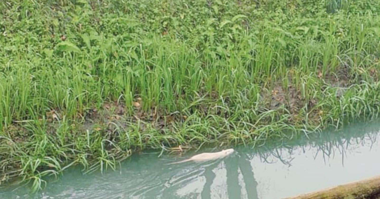 Nutria albina nell’Adigetto