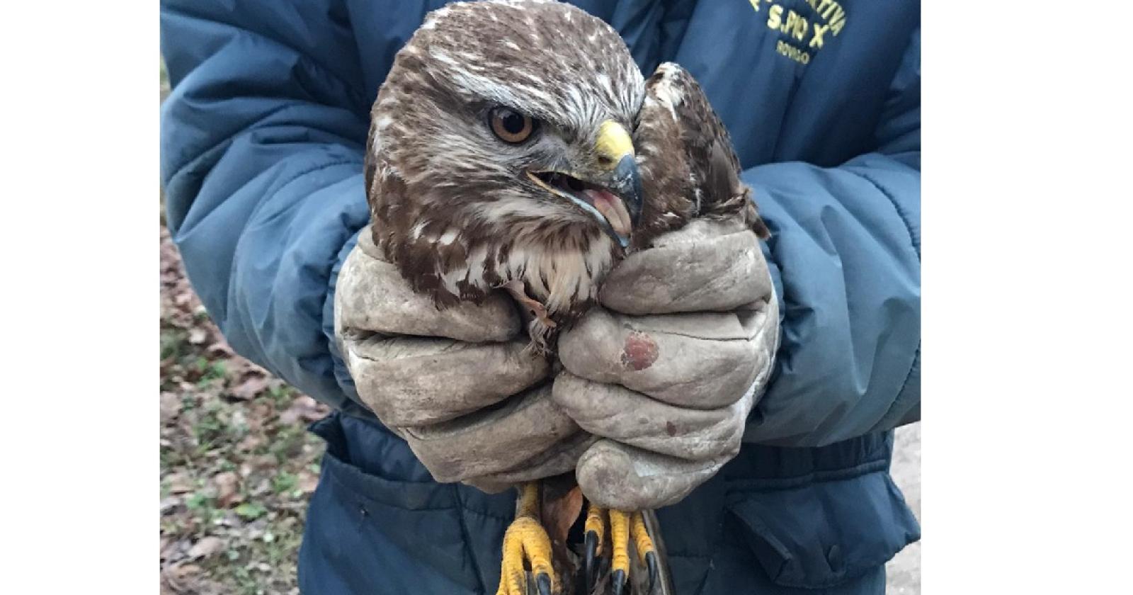 Ancora un bellissimo rapace salvato. L'appello: "Servono soldi per il centro di recupero"