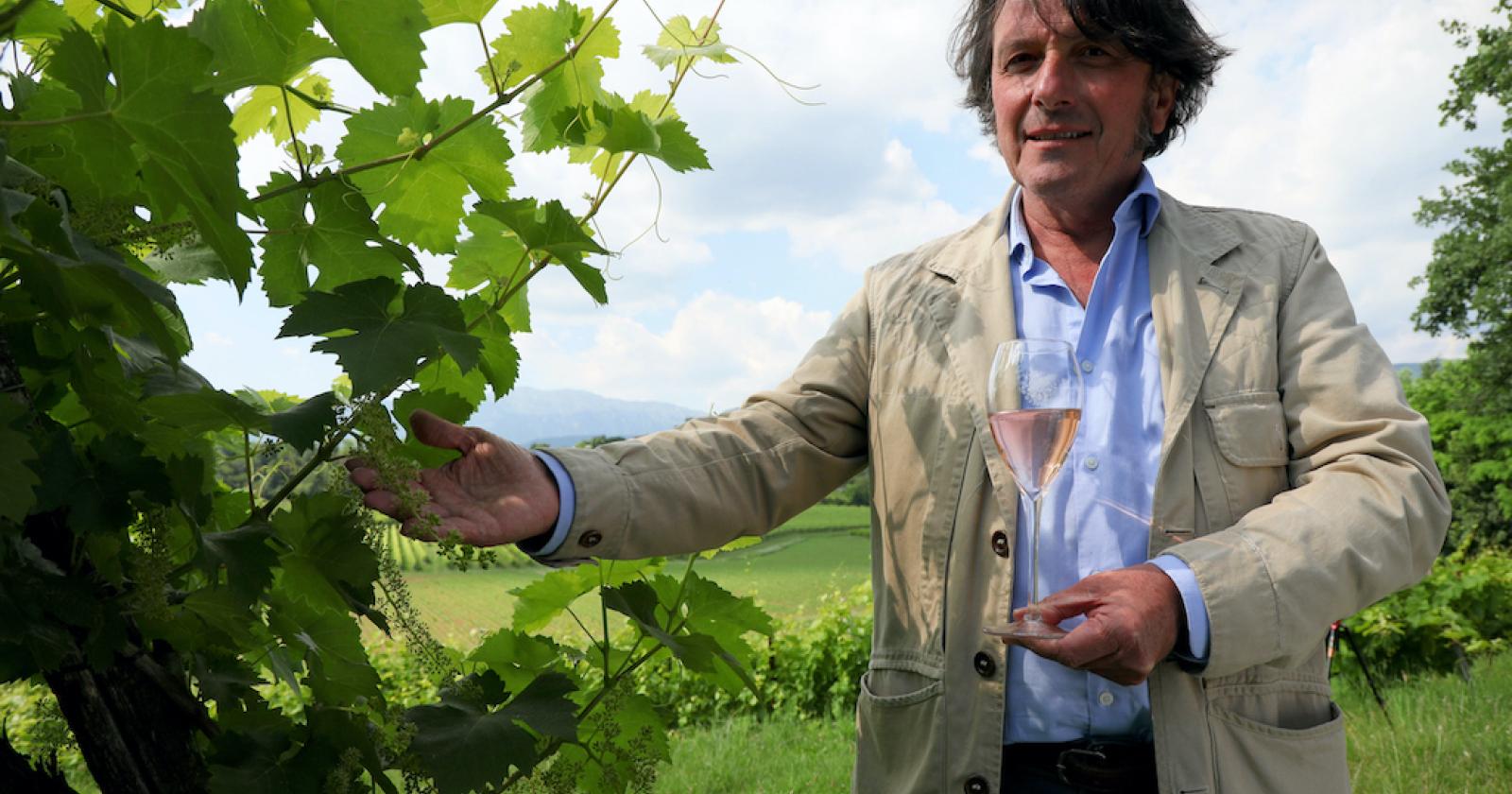 Superate le 500 milioni di bottiglie di Prosecco DOC certificate nell’arco di un anno