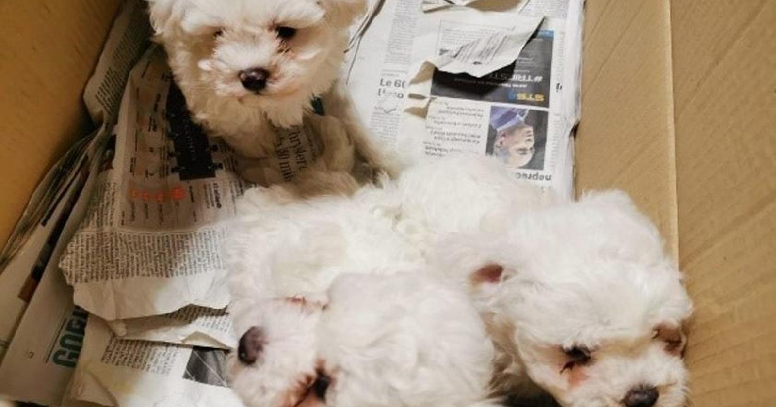 6 cuccioli di pastore maltese provenienti dall’Europa dell’Est , rinchiusi dentro ad uno scatolone all’interno di un furgone 
