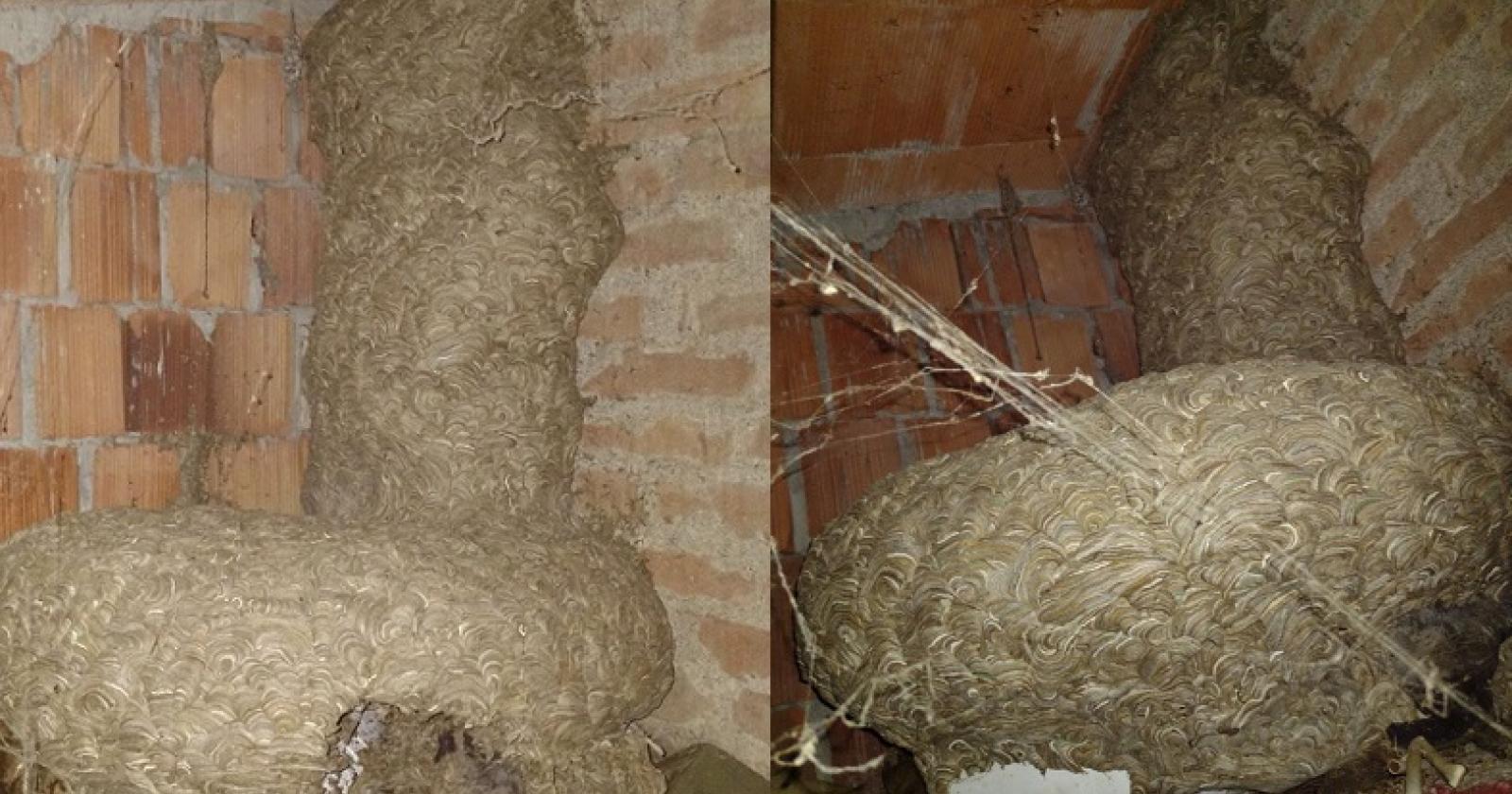 Spaventoso nido di calabroni, intervengono i vigili del fuoco