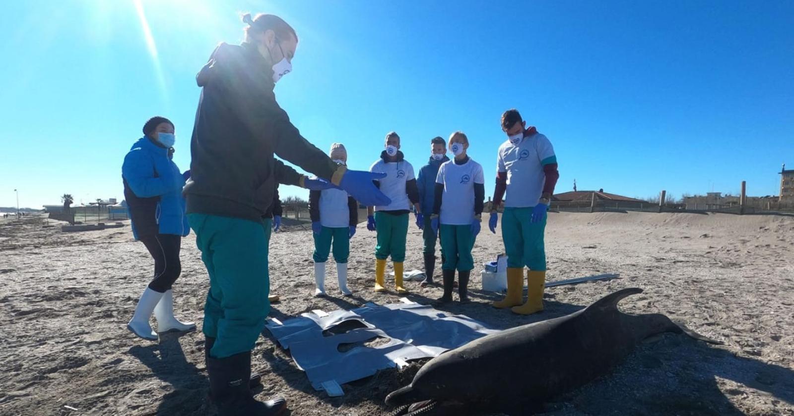 Ingoia una rete da pesca, delfino si spiaggia e muore