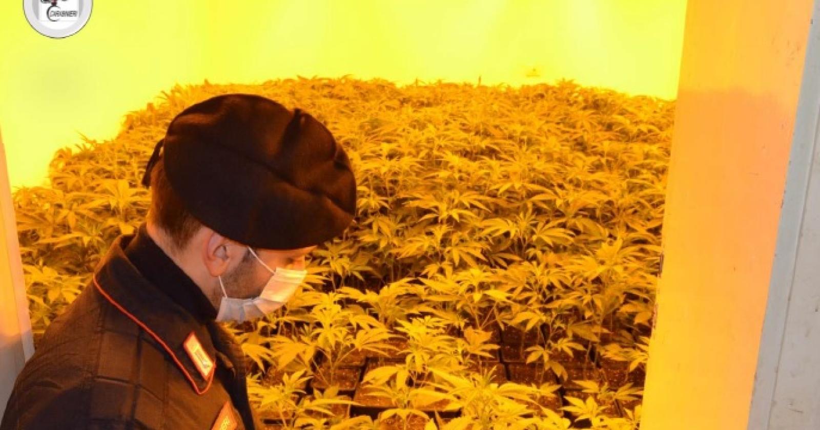 La mafia cinese coltiva qui la sua droga