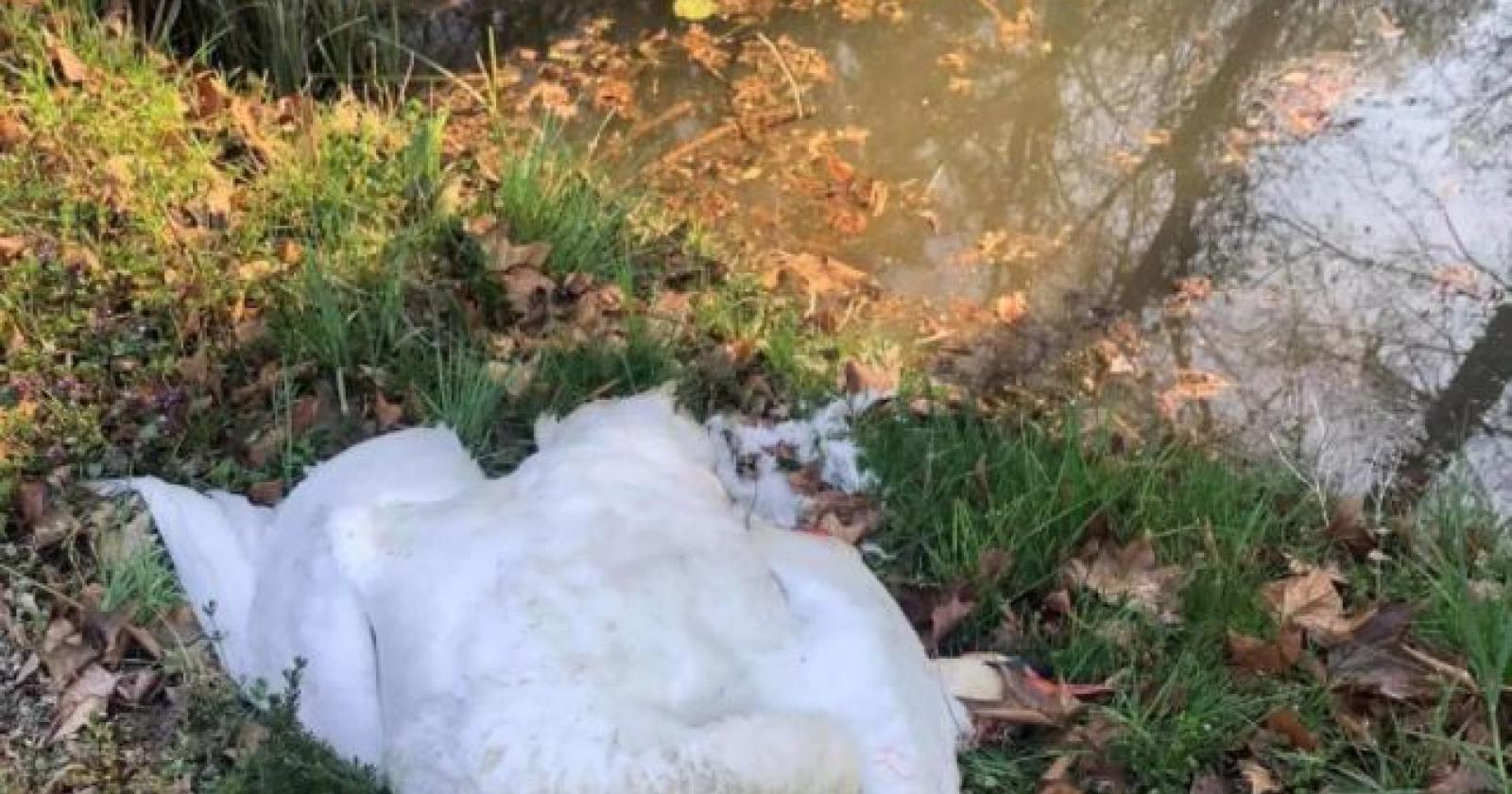 Pirata della strada investe e uccide mamma-cigno