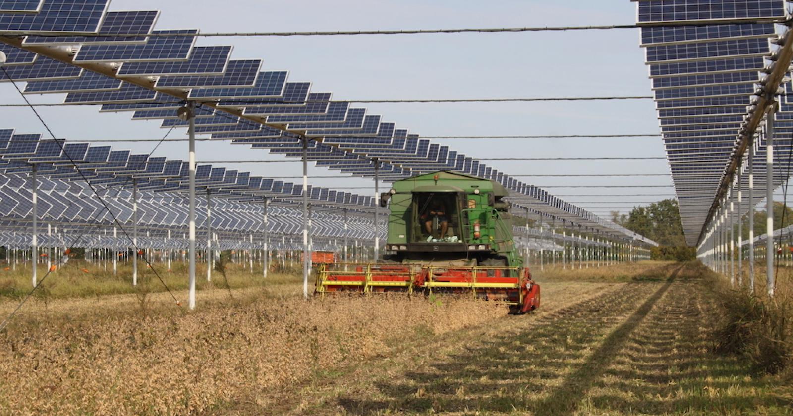 Un esempio di agrivoltaico (foto d'archivio)