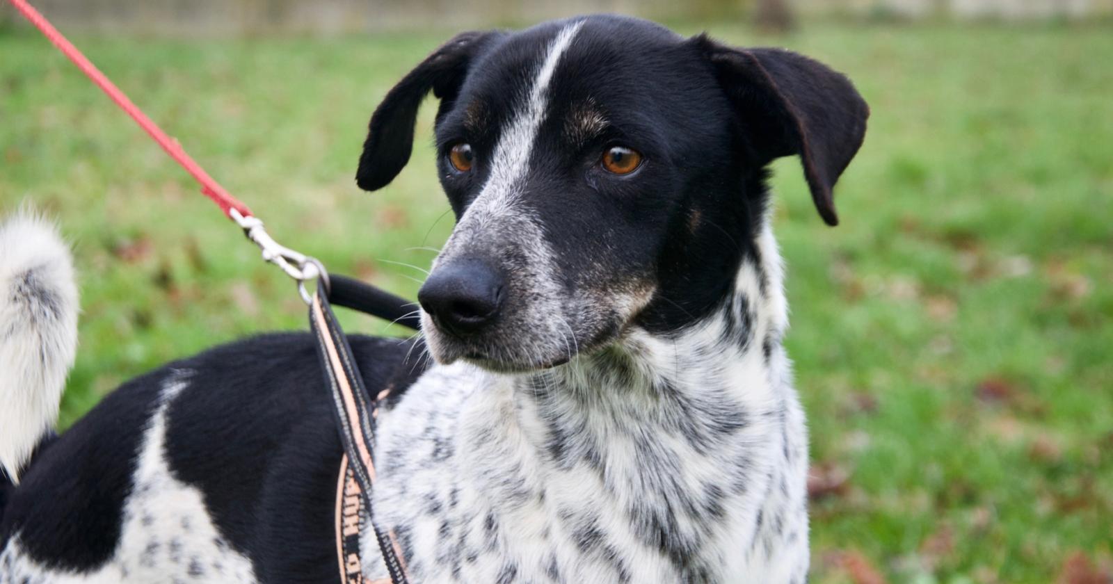 La pandemia ha favorito le adozioni dei cani