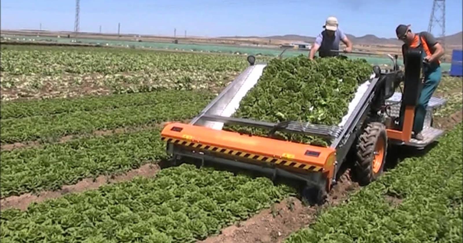 In charter dal Marocco per raccogliere l'insalata di Lusia