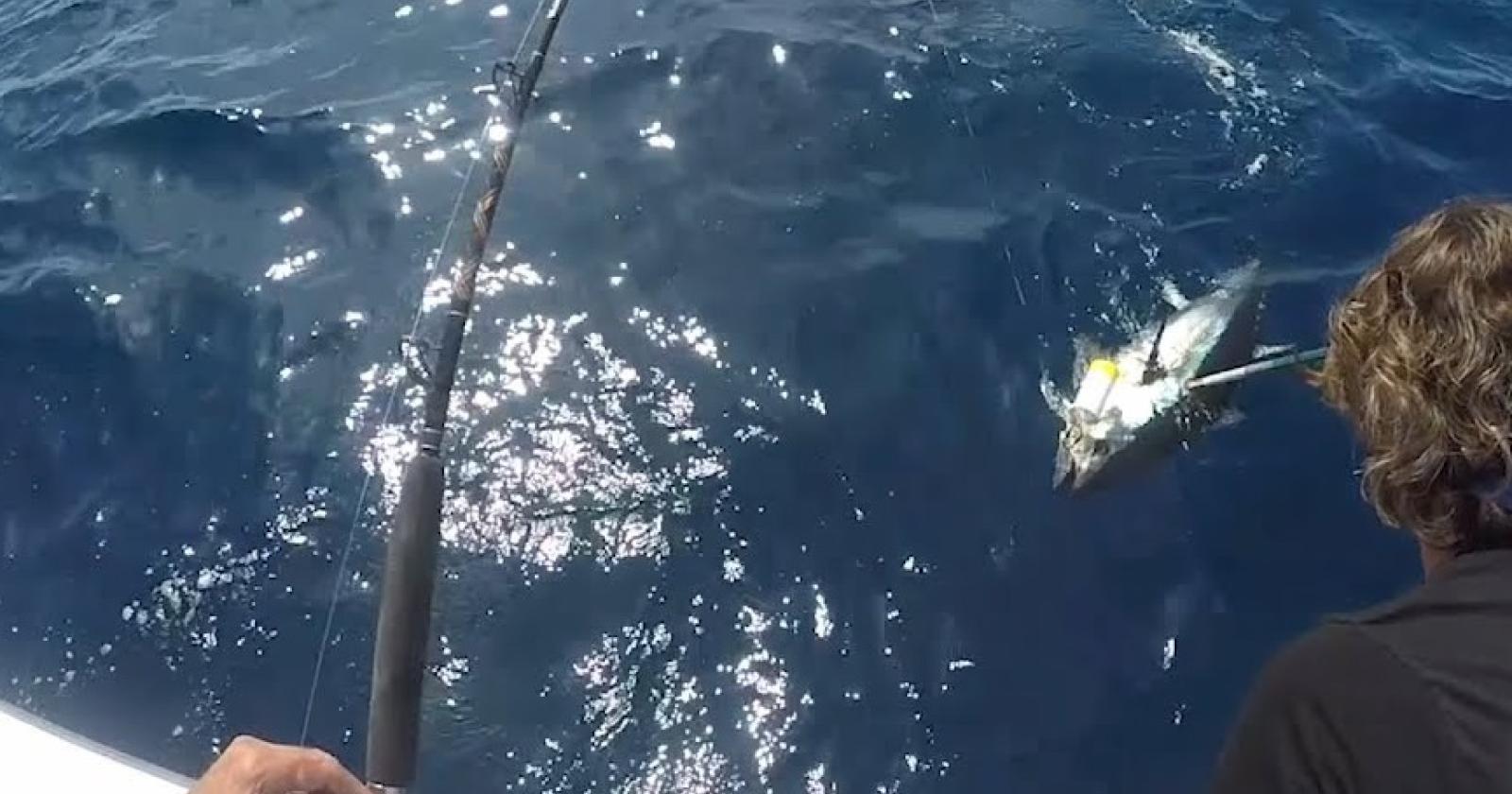 Campionato europeo di pesca al tonno 