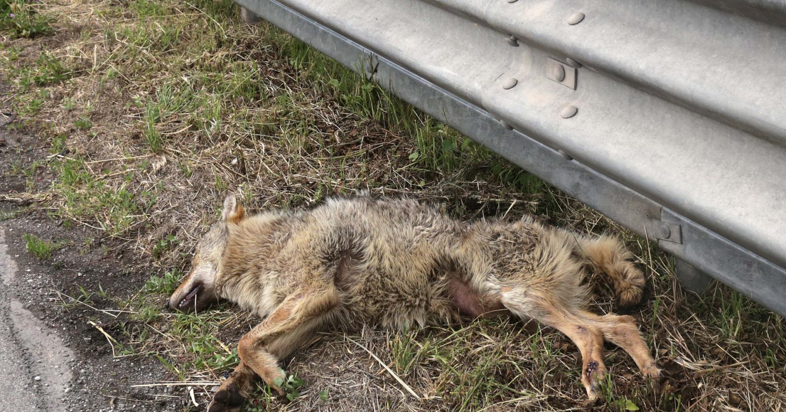 Lupo investito e ucciso