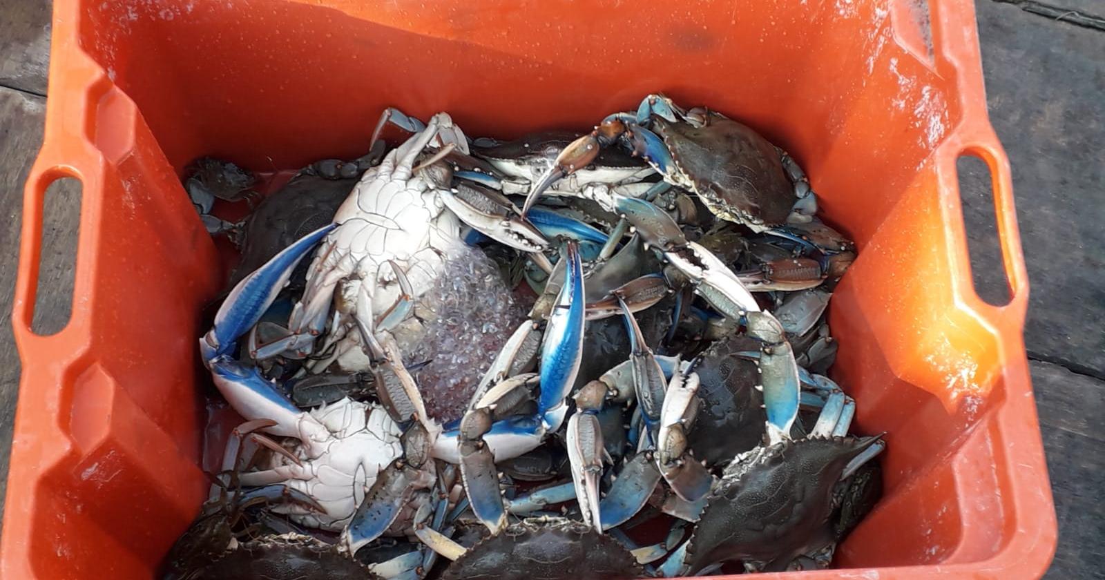 Coldiretti Impresa Pesca, crack da 500 milioni di euro
