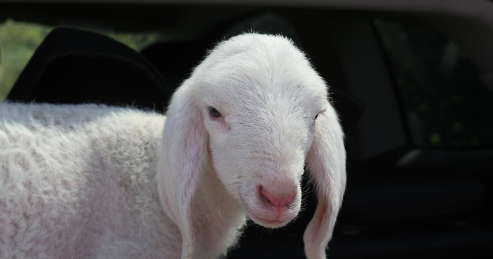 “L’agnello non lo mangiamo più”