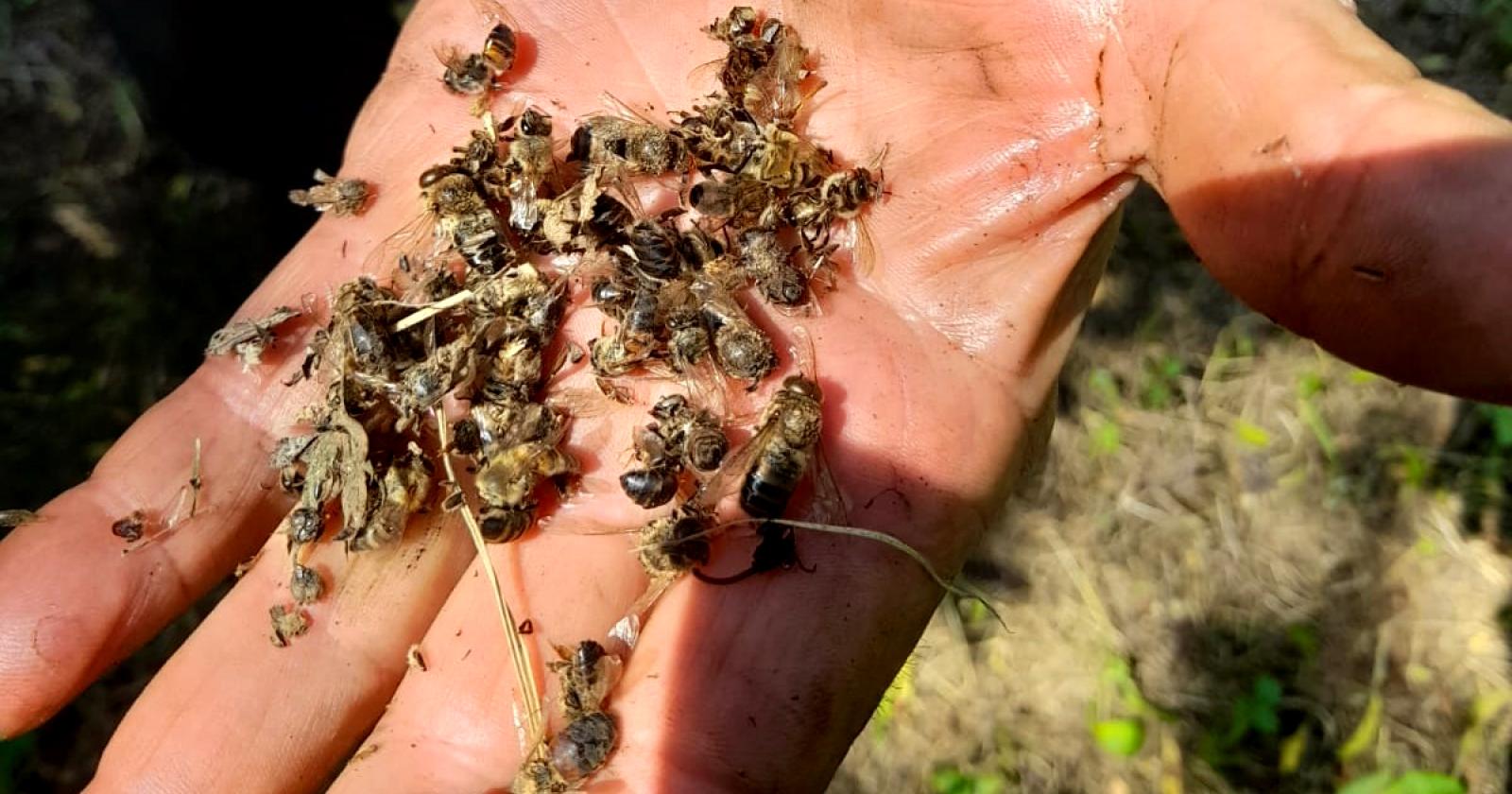 Strage di api: "Uccise a milioni dai pesticidi"