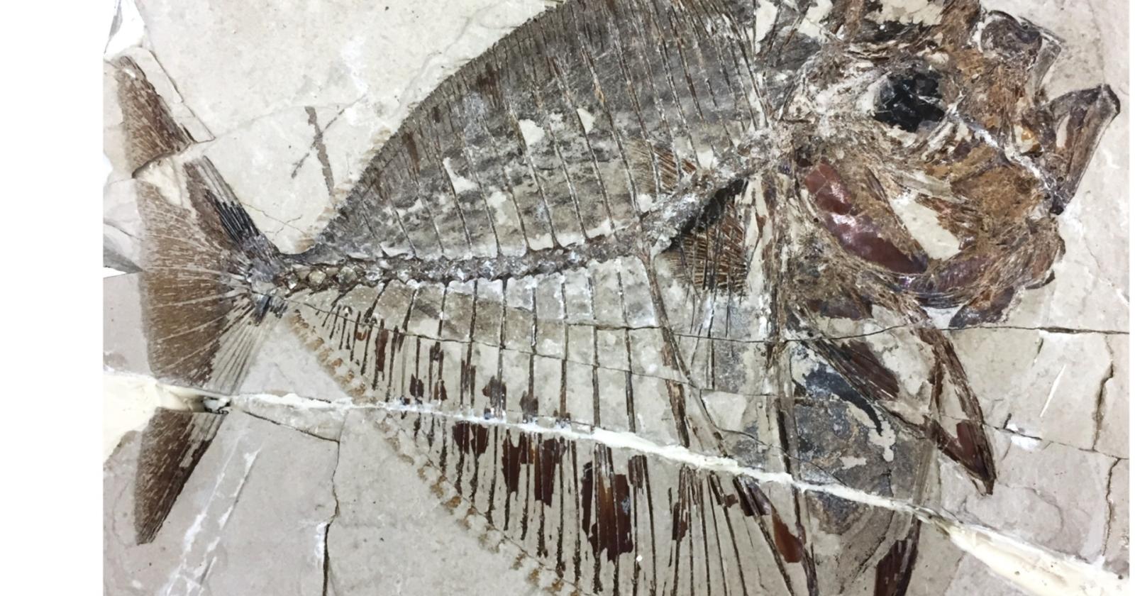 Il fossile di un pesce di 48 milioni di anni fa