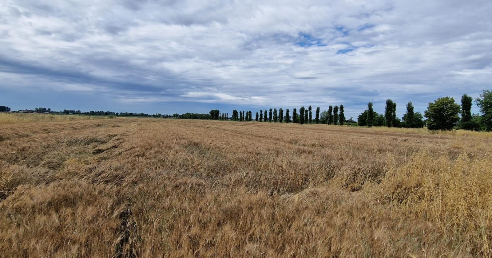 Troppa pioggia in primavera: mais e grano in sofferenza