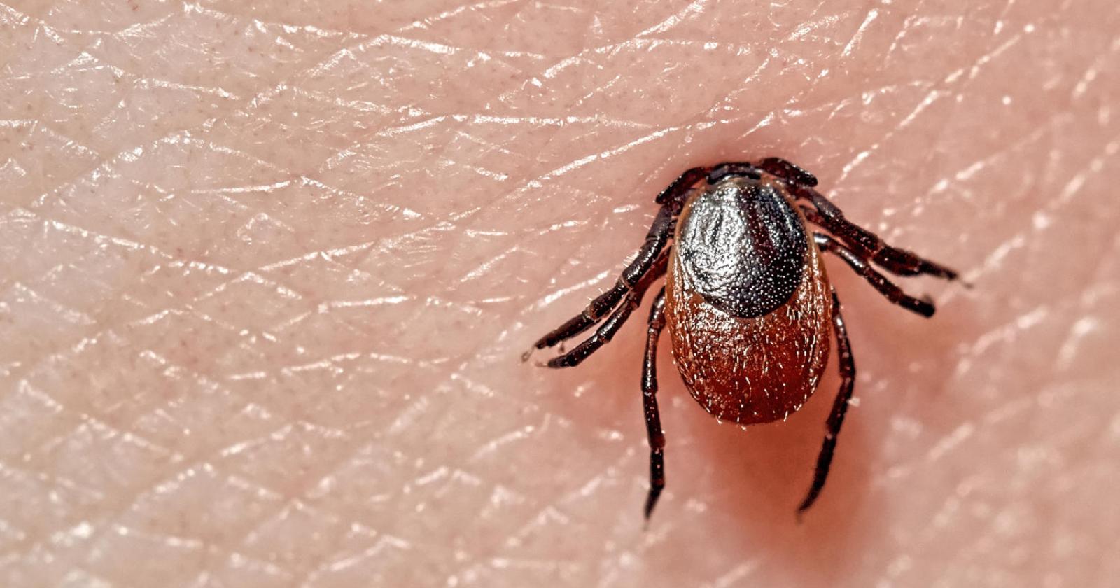 Allarme zecche, ecco come difendersi