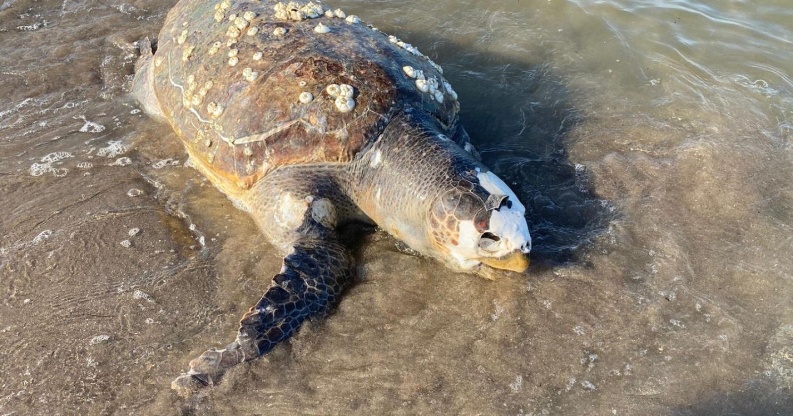 "Troppe tartarughe e delfini spiaggiati"