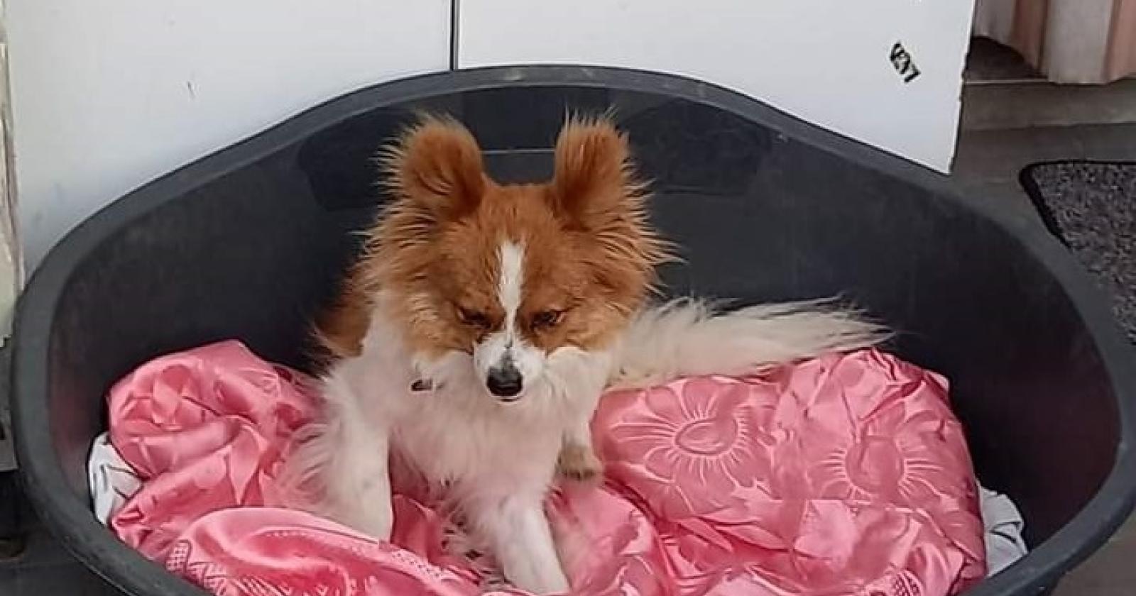 "Vi prego, aiutateci a trovare la nostra cagnolina"