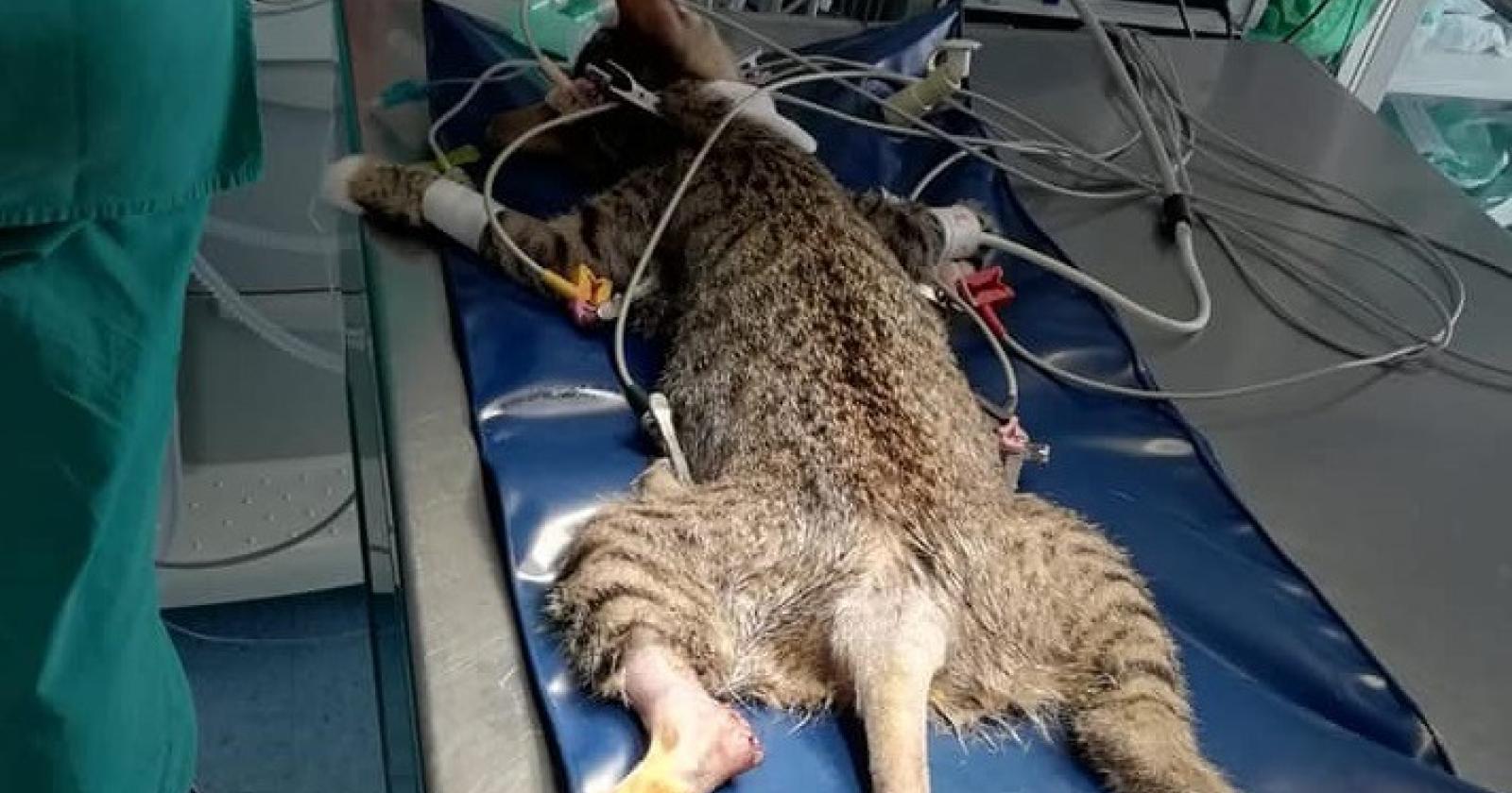 Micia lanciata dall’auto: salvata