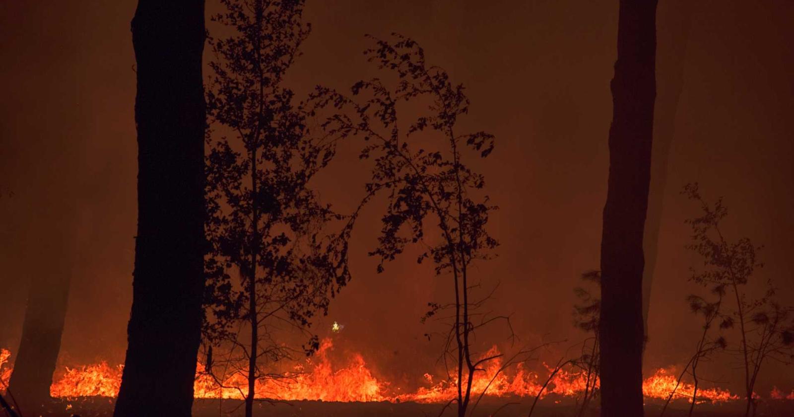 Incendi, allerta della Protezione civile per i boschi veneti