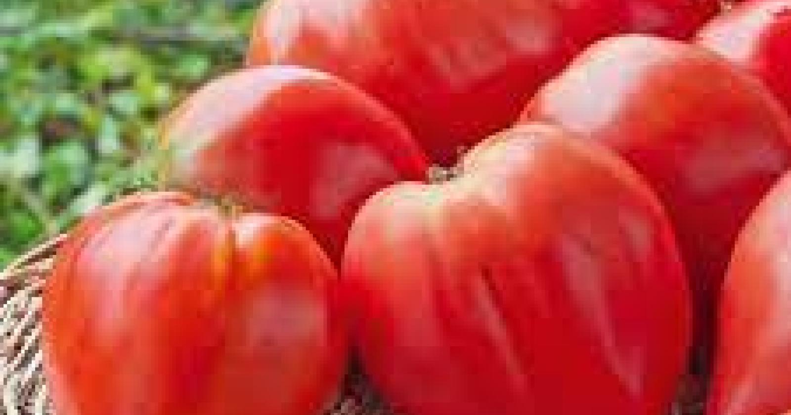  Al centro Po di Tramontana testate 30 varietà di pomodoro cuore di bue. Il biologico sfonda