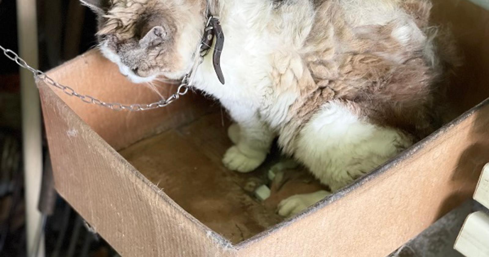 Sequestrata dalle guardie zoofile dell'Oipa una gatta maltrattata e legata a catena