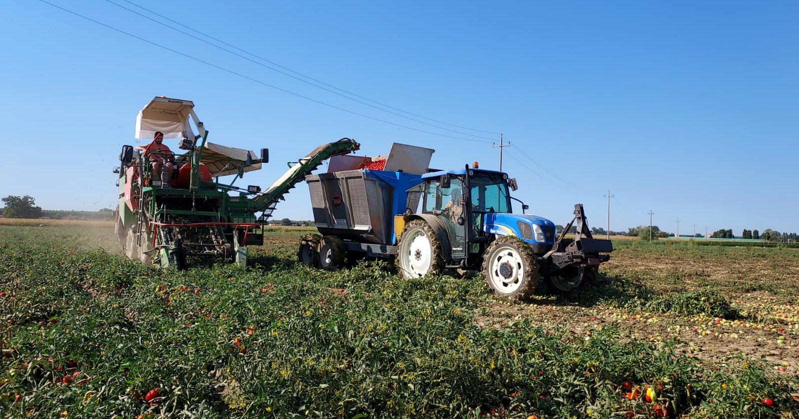 Consumi, raddoppia il pomodoro in arrivo dalla Cina. Sta invadendo l'Italia