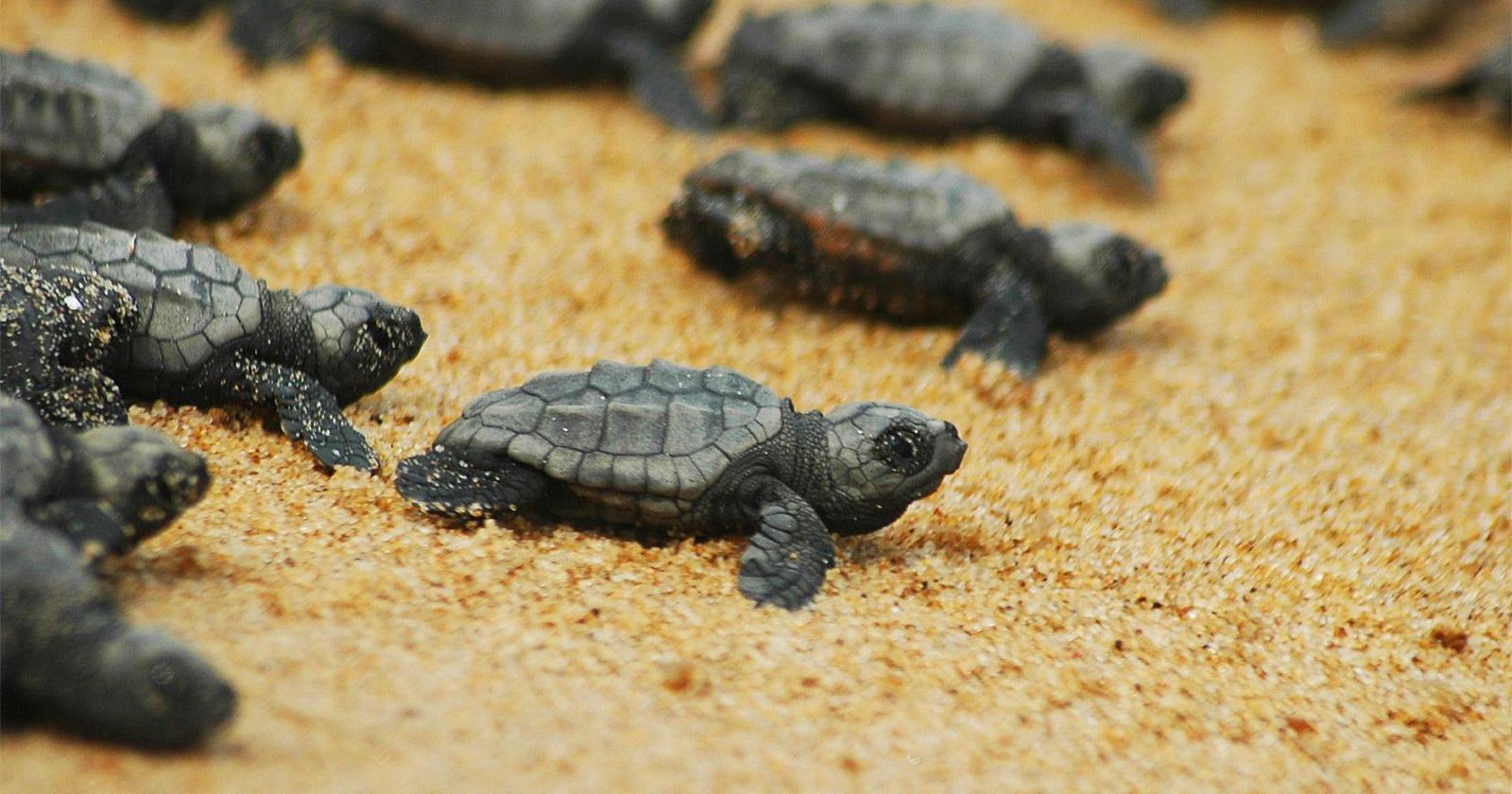 Tartarughe Carretta Carretta le uova di sono schiuse nel Delta del Po