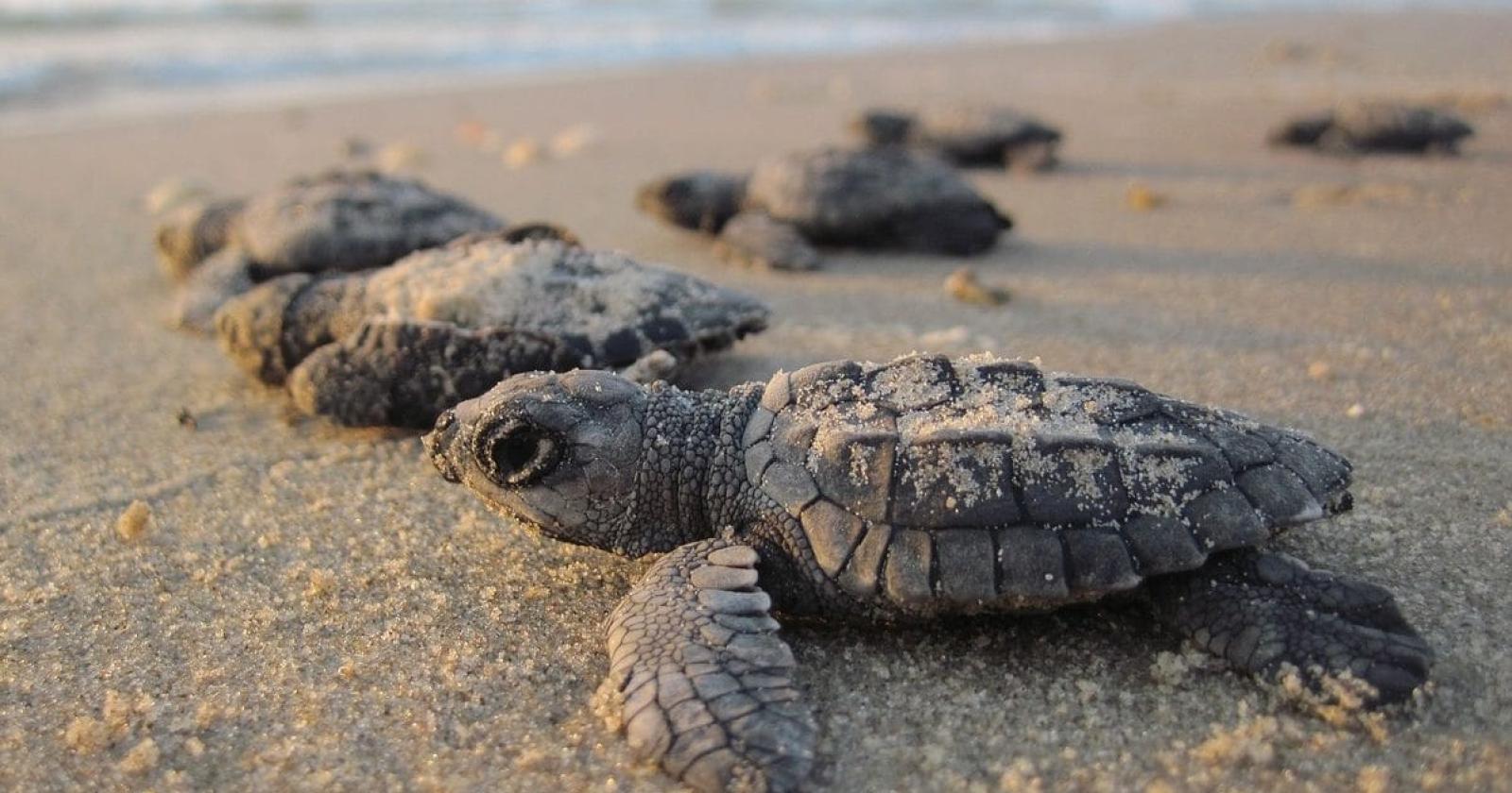 Nel Delta del Po si sono schiuse le prime uova di tartaruga Caretta caretta