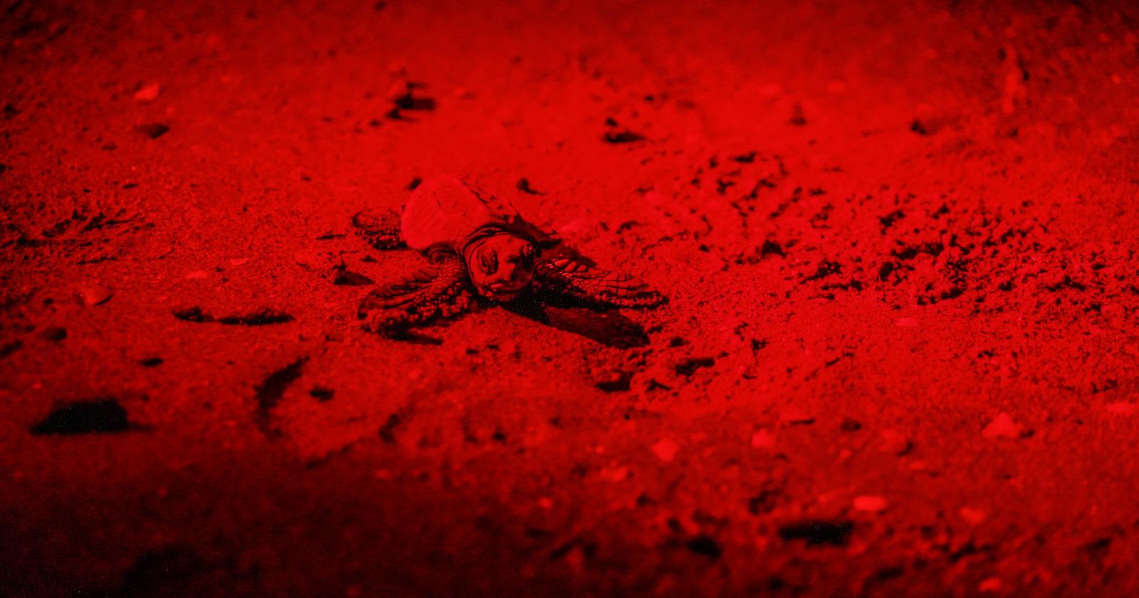 Sono nate nove tartarughine: la prima si chiama Luca