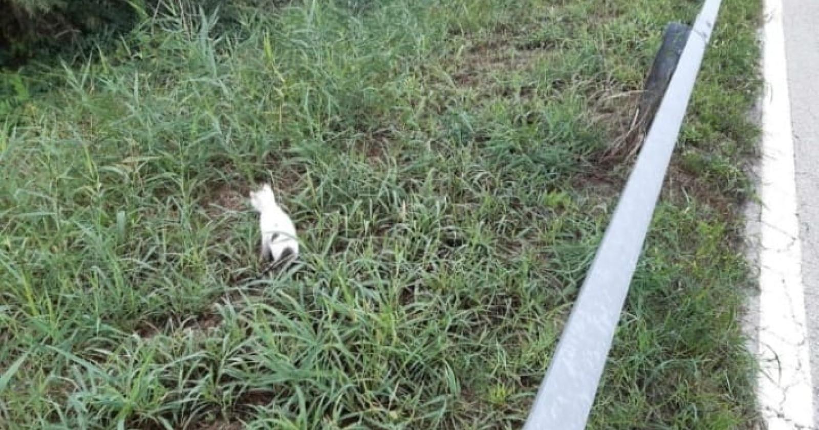 Orrore a Volta Grimana, mici lanciati dall'auto in corsa