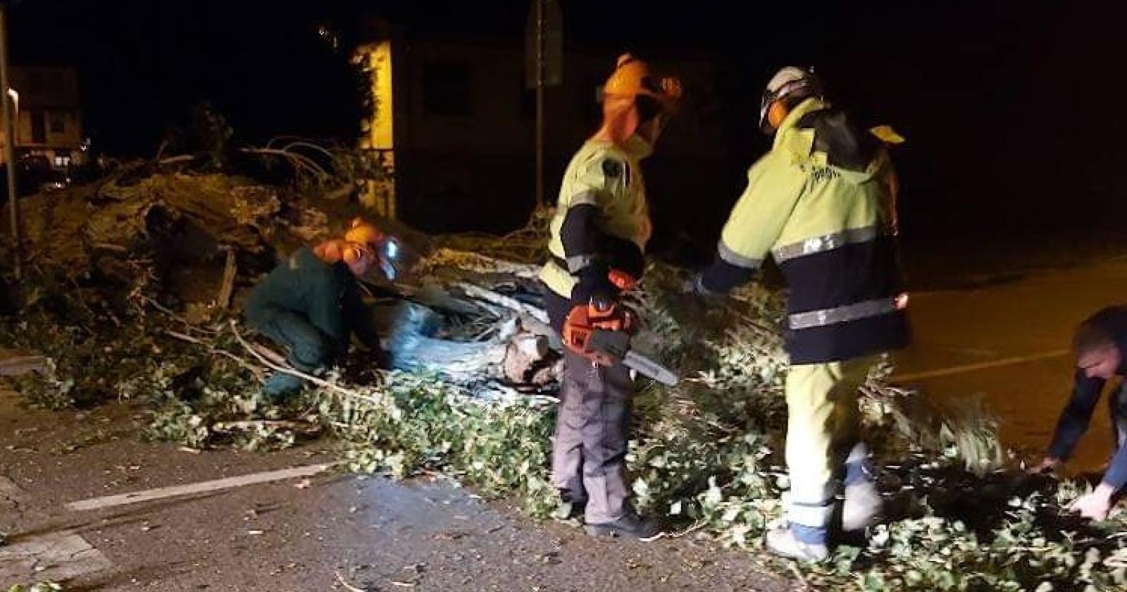 Vento forte, cadono alberi e pali nel Delta