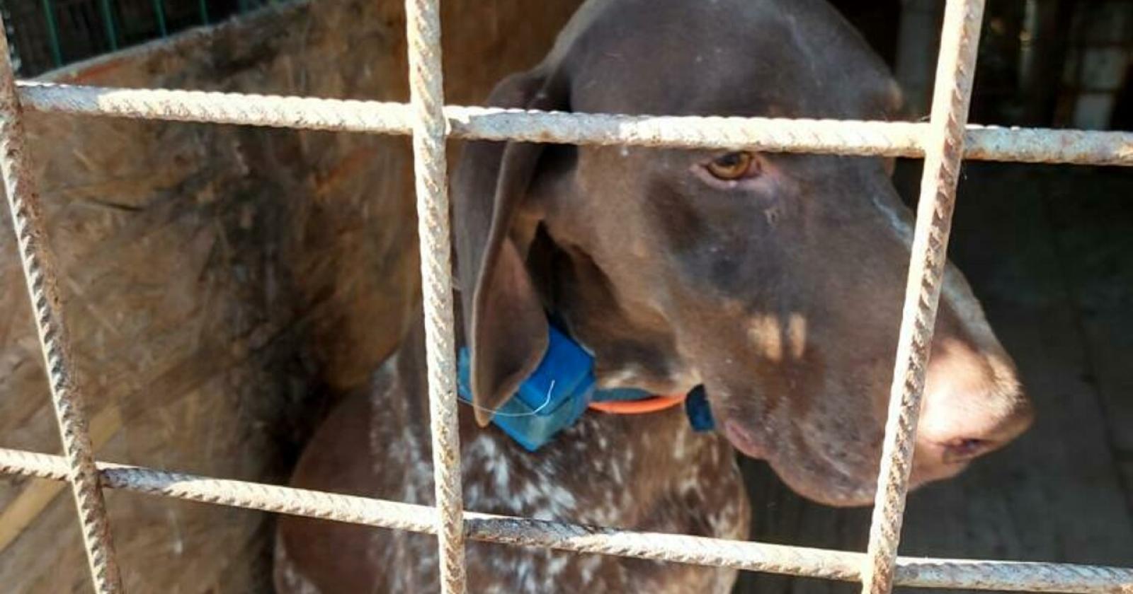 Cacciatore aveva messo ai suoi cani collari elettrici anti abbaio: denunciato