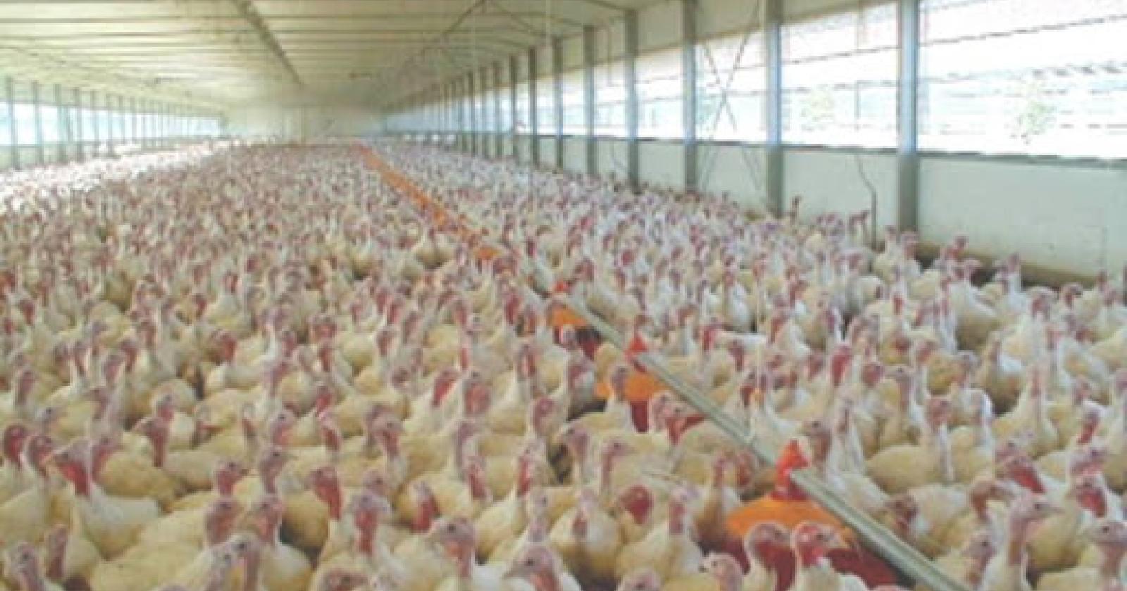 Aviaria, maxi focolaio in Veneto: 13mila tacchini da abbattere 