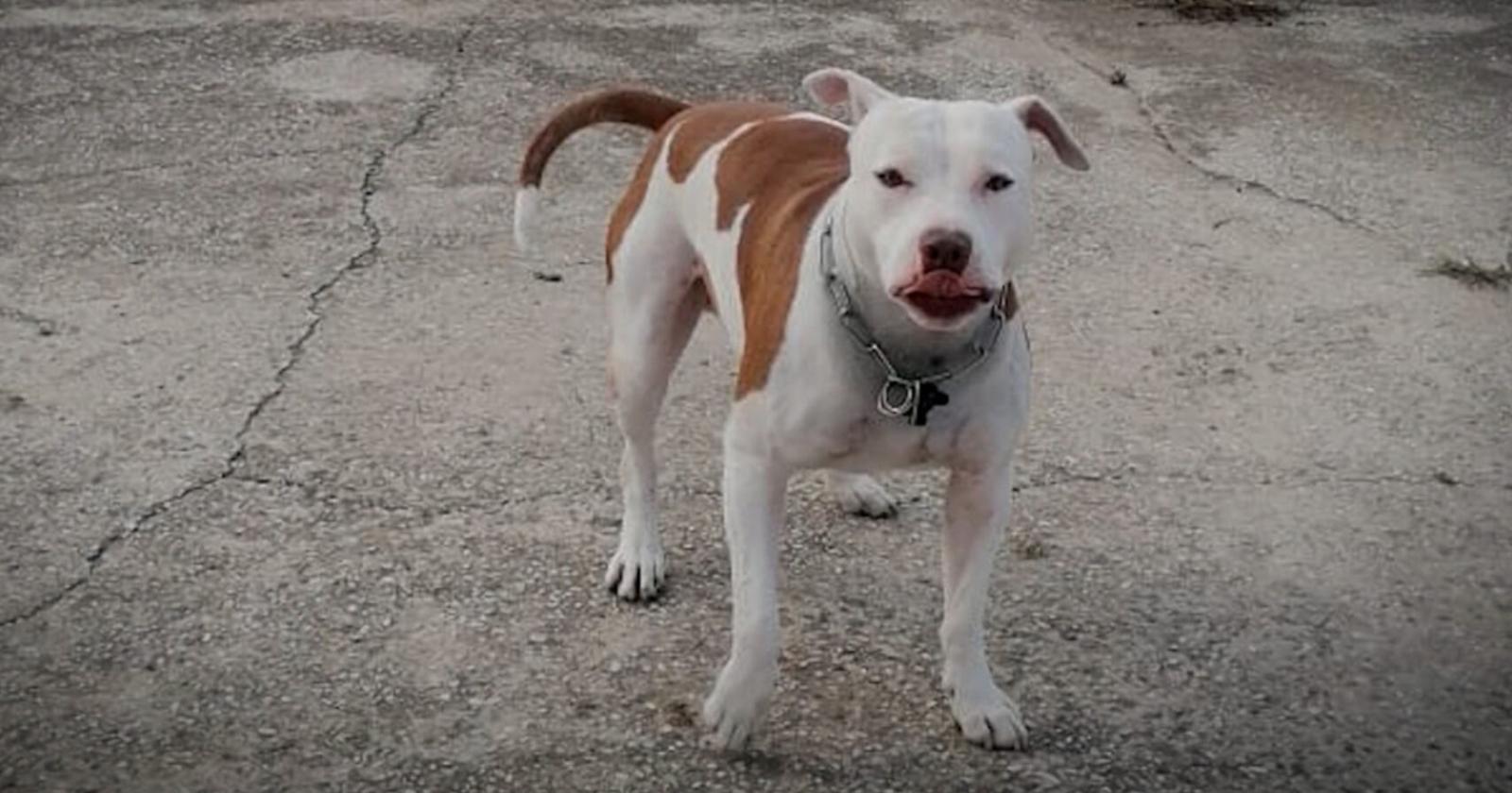 Anche Le Iene si battono per Tyson 