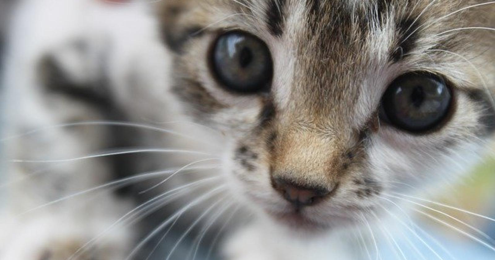 Torturano il gatto e gli sparano, caccia alle bestie
