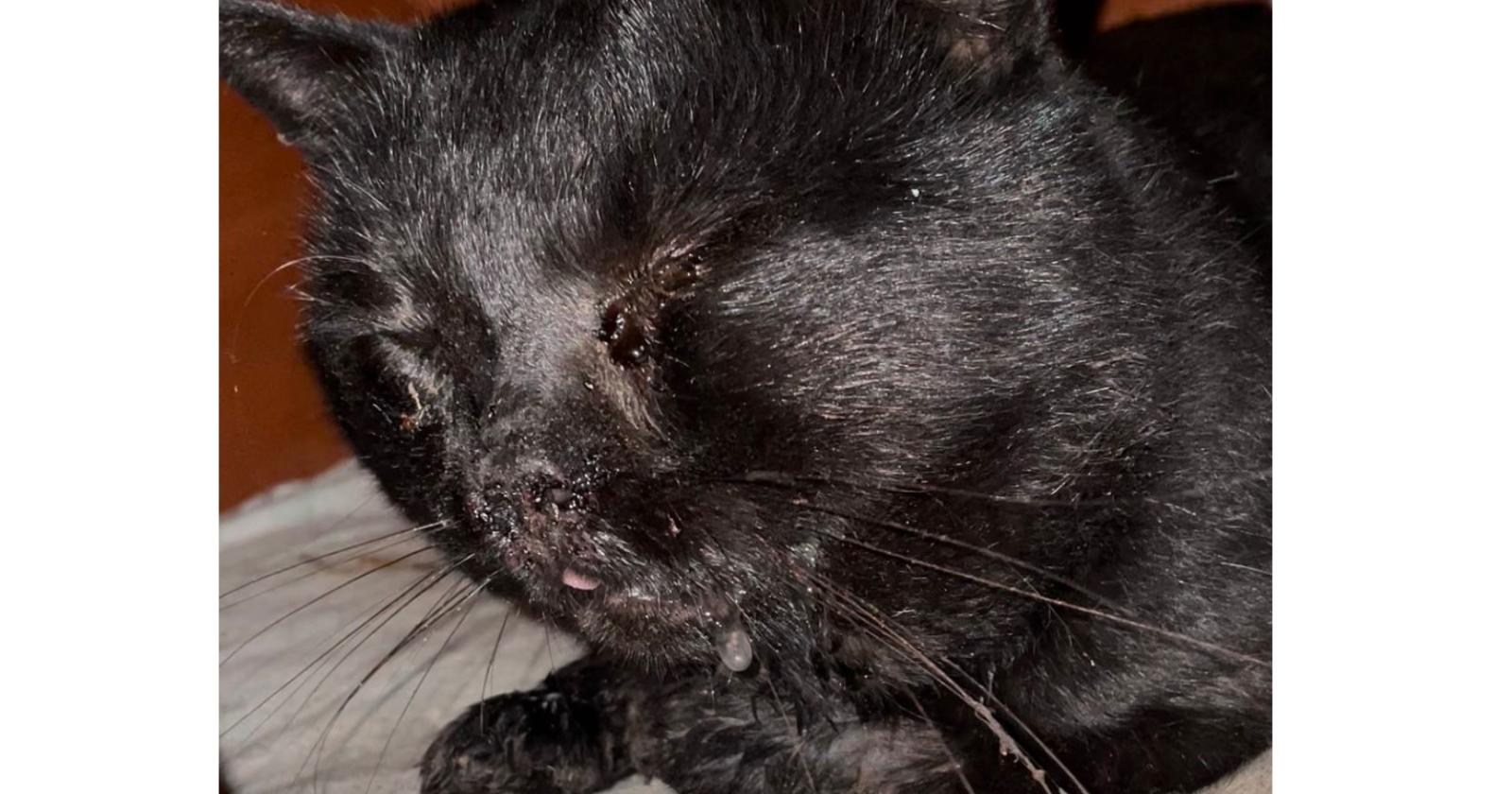 Torturano il gatto e gli sparano, caccia alle bestie