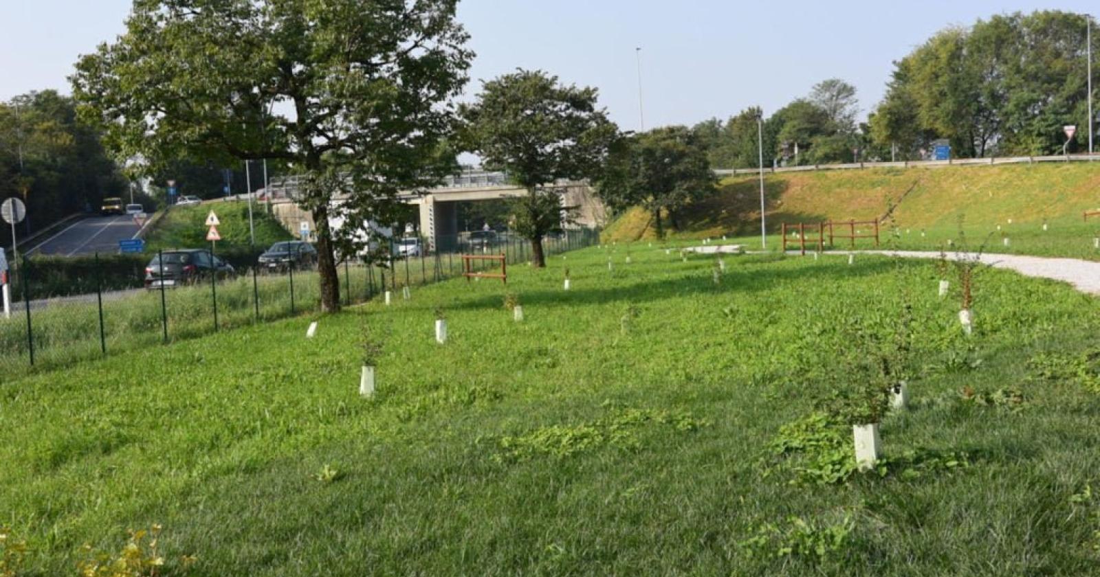 Nasce il bosco urbano