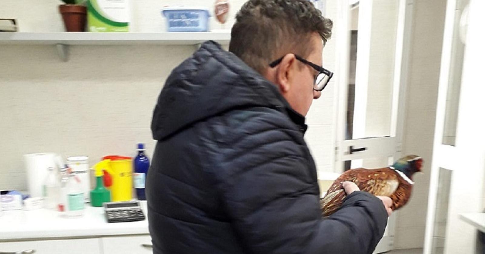 Investe un fagiano, corre dal veterinario e lo salva