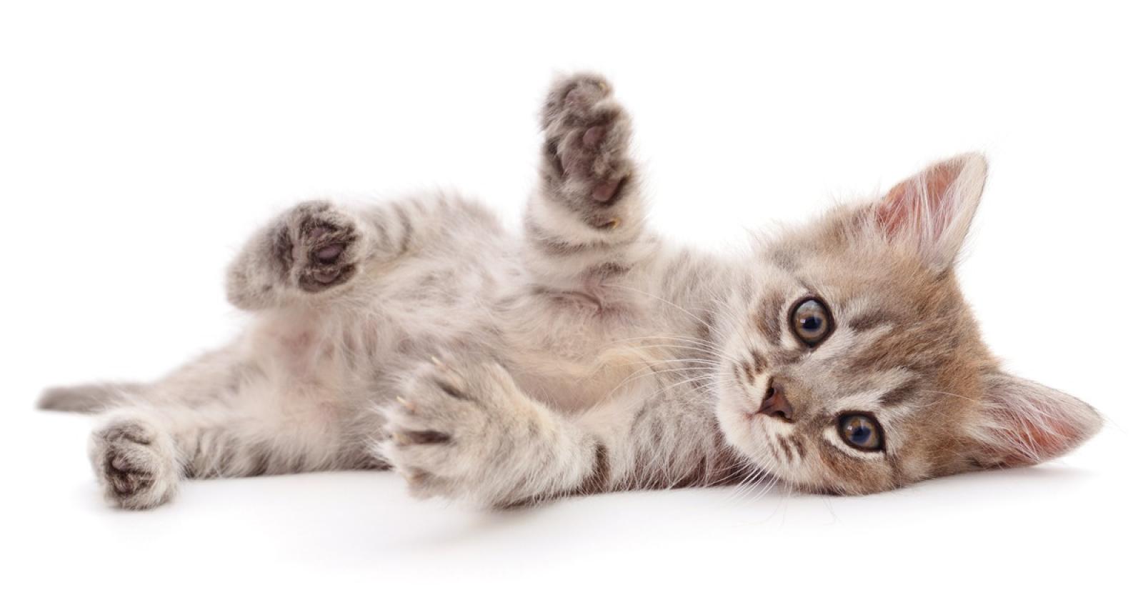 Uccide a badilate il gatto che minaccia i suoi canarini