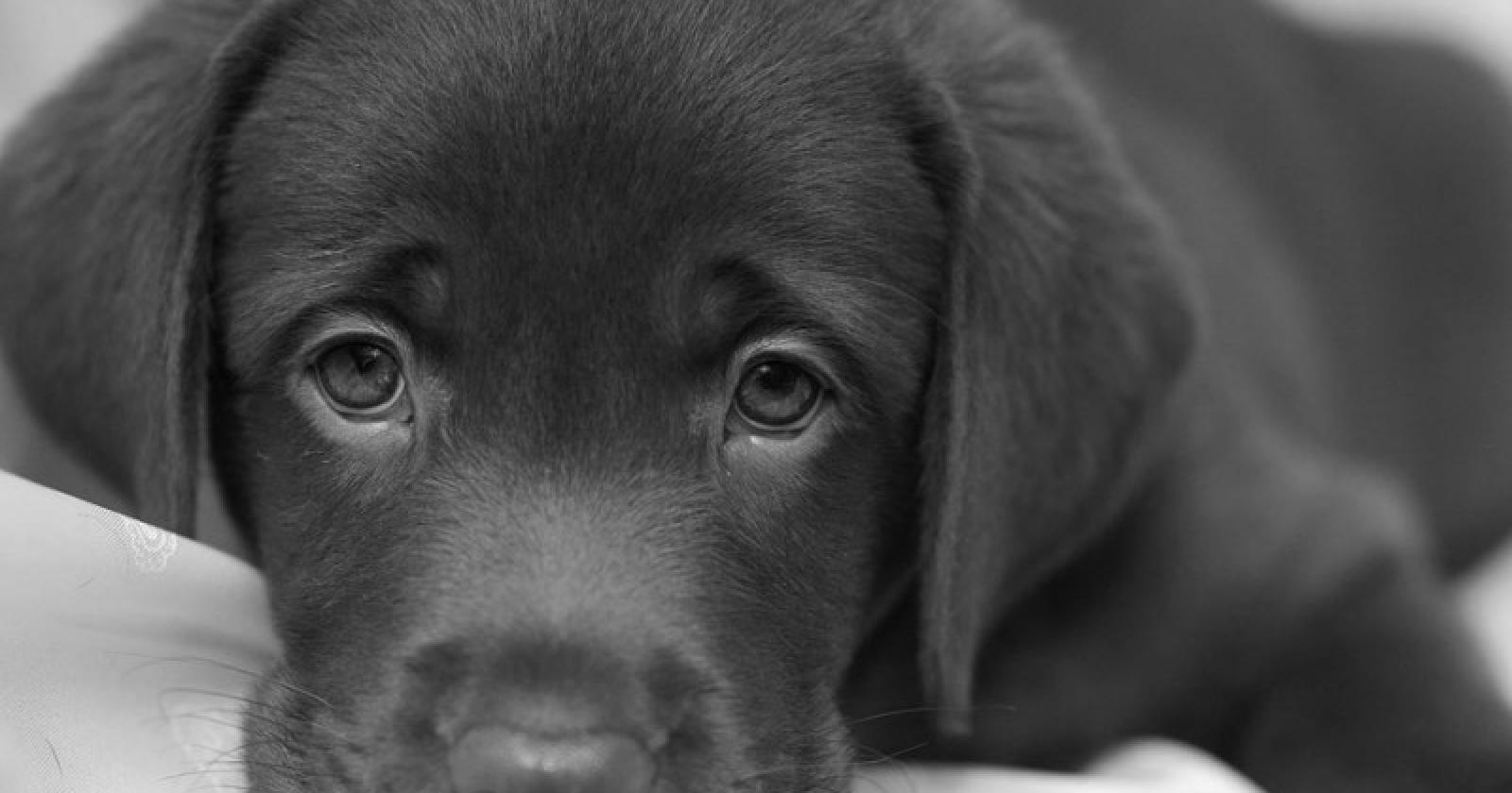 Viveva insieme al suo cane, ed è stato proprio lui a vegliare sul suo corpo per giorni interi