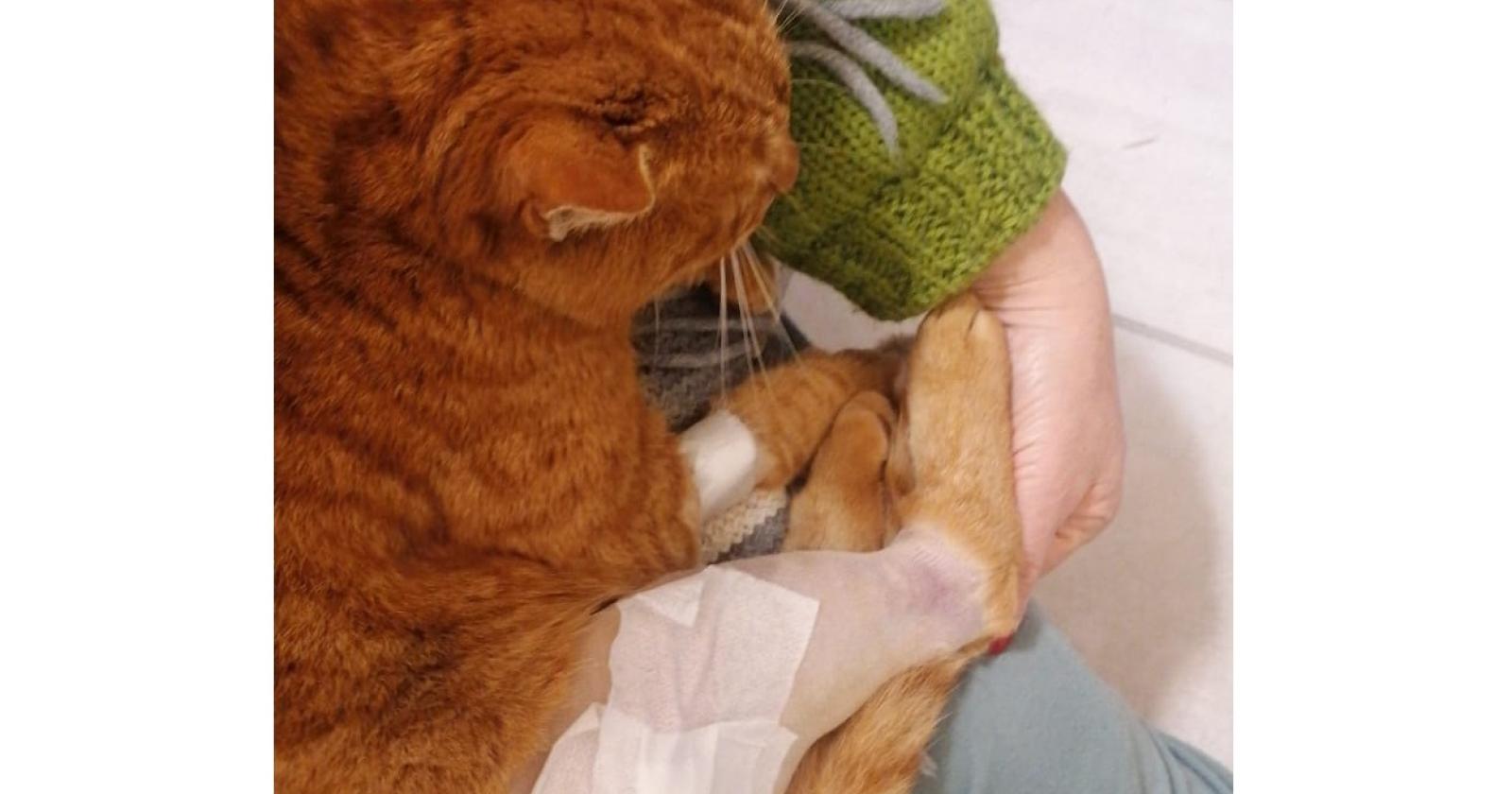 Micia presa a fucilate, rabbia e denuncia